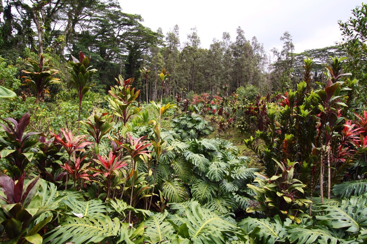 Entrance to Lava Tree
