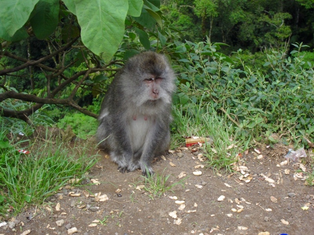 macaque