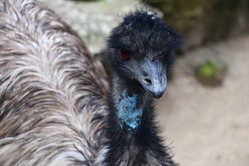 emu