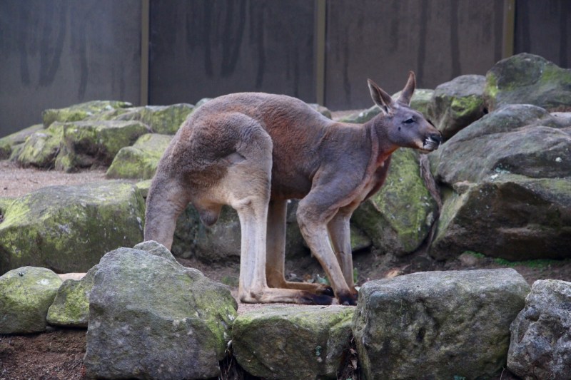 grey kangaroo