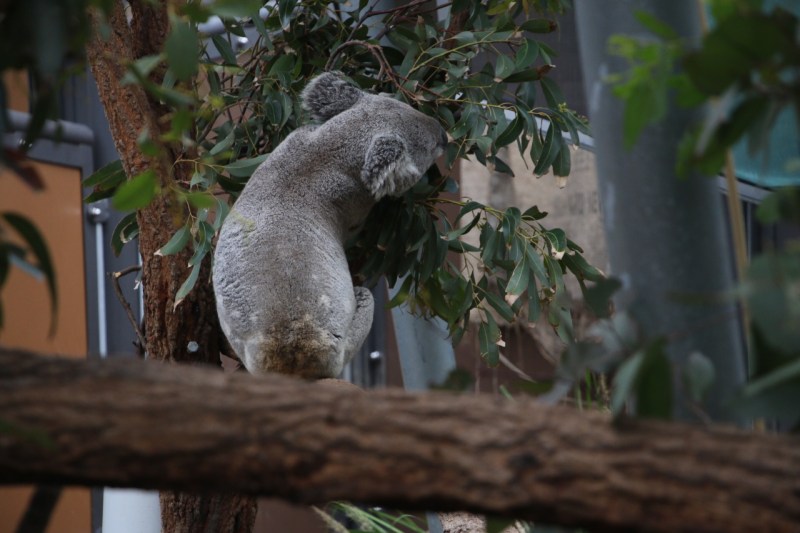 koala