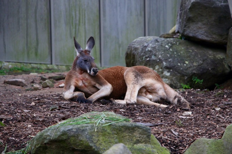 red roo