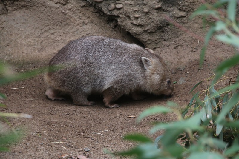 wombat