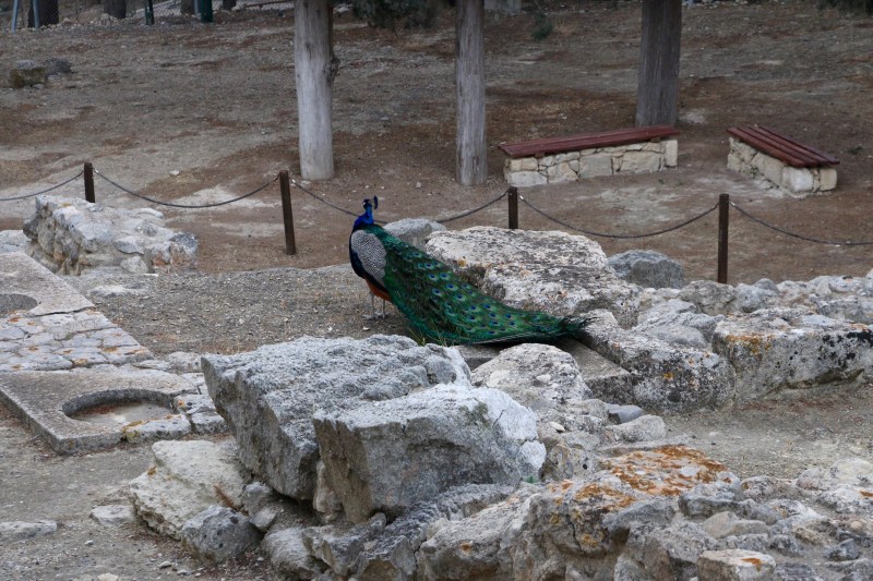Peacock