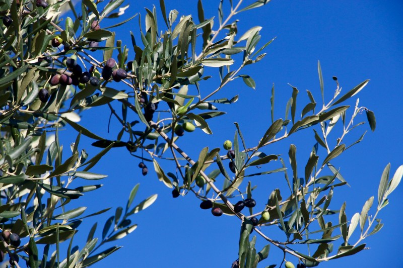 Olive Tree