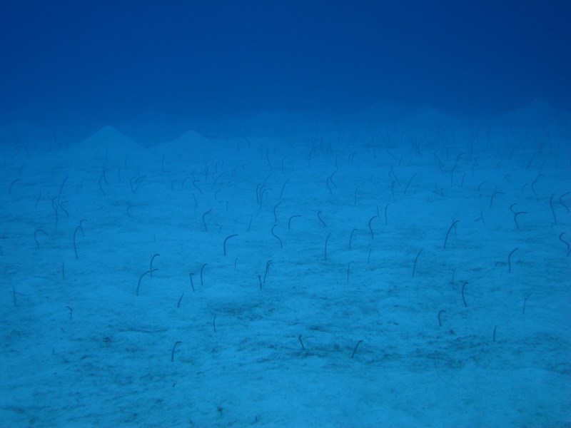 More garden eels
