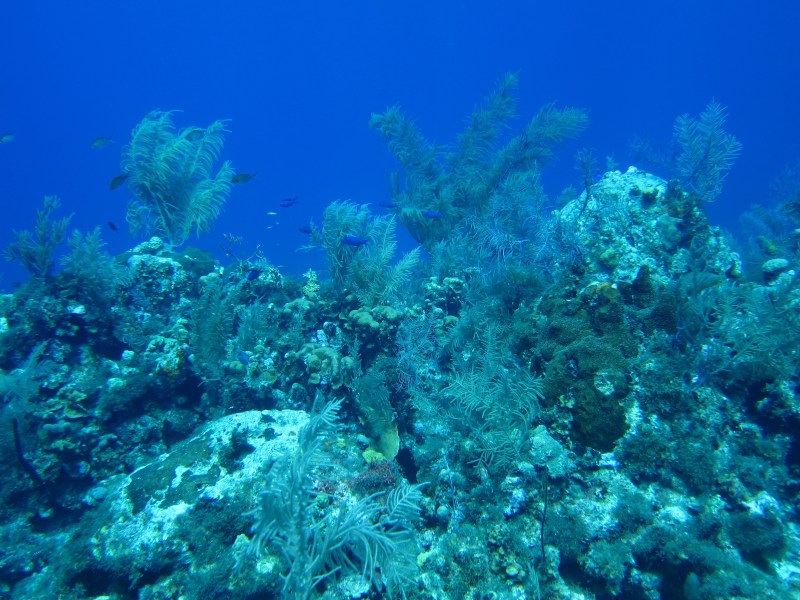 Near the end of the dive